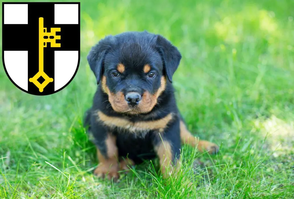 Rottweiler Züchter mit Welpen Dorsten, Nordrhein-Westfalen