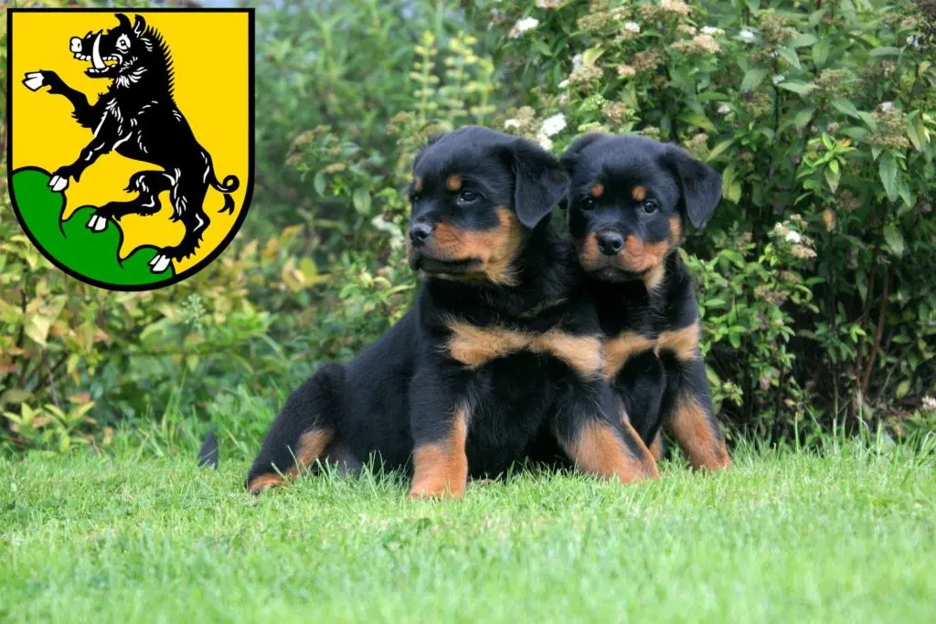 Rottweiler Züchter mit Welpen Ebersberg, Bayern