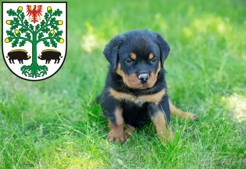 Rottweiler Züchter mit Welpen Eberswalde, Brandenburg