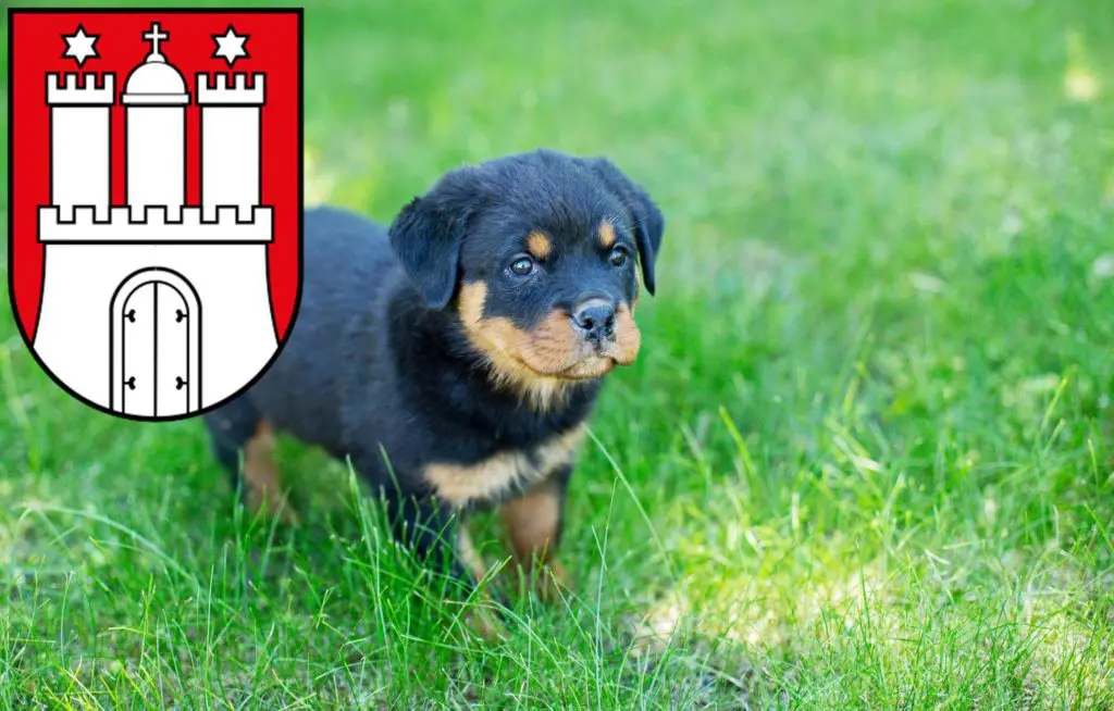 Rottweiler Züchter mit Welpen Eimsbüttel, Hamburg