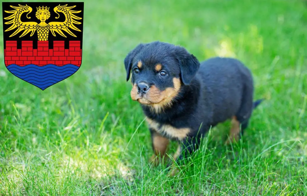 Rottweiler Züchter mit Welpen Emden, Niedersachsen