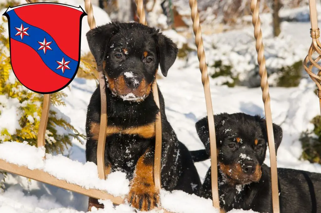 Rottweiler Züchter mit Welpen Erbach (Odenwald), Hessen