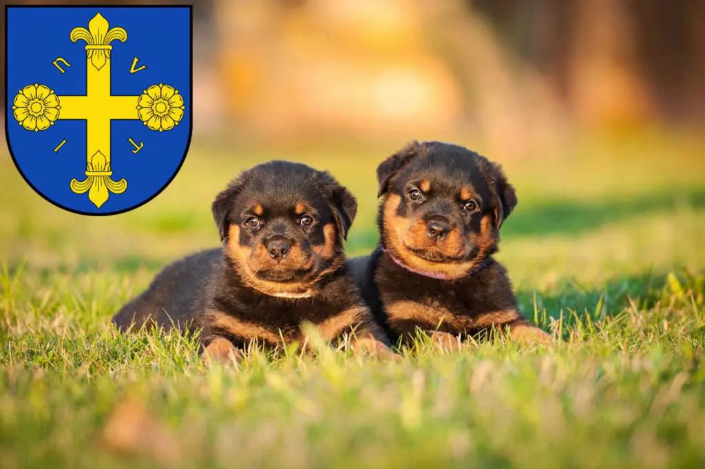 Rottweiler Züchter mit Welpen Eutin, Schleswig-Holstein