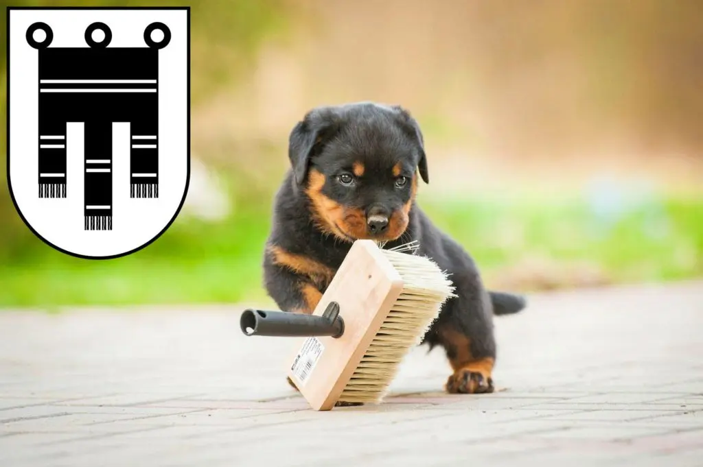 Rottweiler Züchter mit Welpen Feldkirch, Österreich