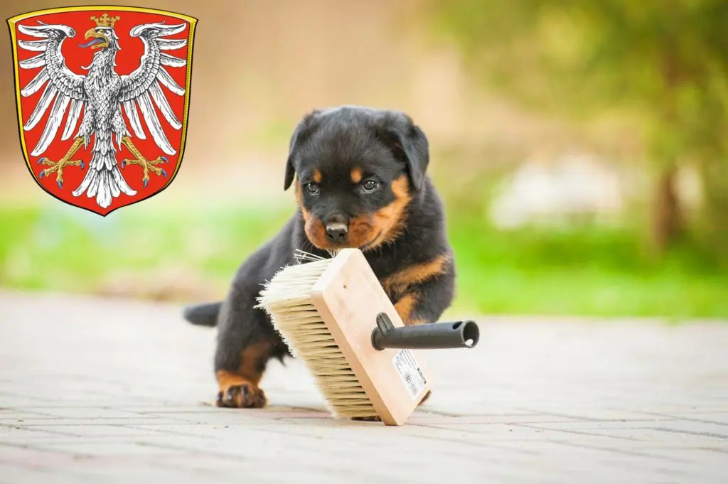 Rottweiler Züchter mit Welpen Frankfurt am Main, Hessen