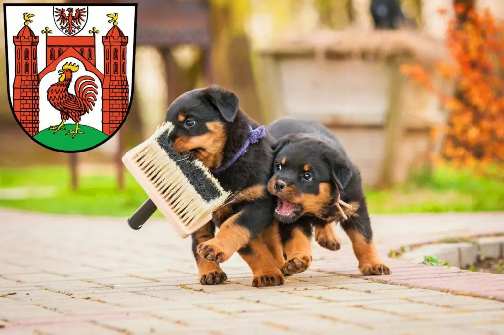 Rottweiler Züchter mit Welpen Frankfurt (Oder), Brandenburg