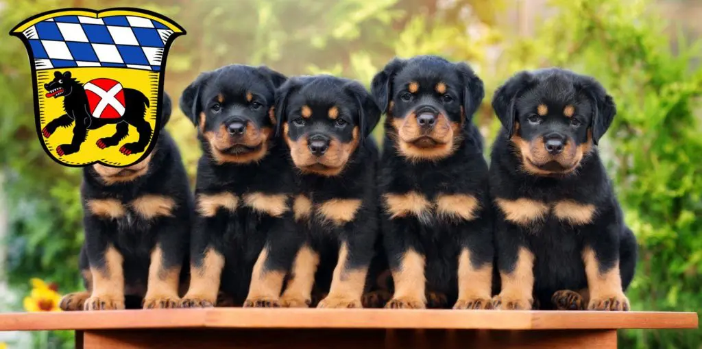 Rottweiler Züchter mit Welpen Freising, Bayern