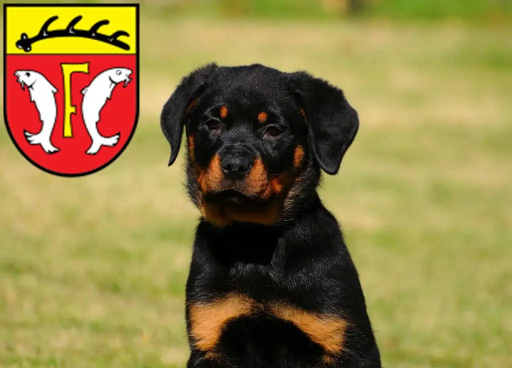 Rottweiler Züchter mit Welpen Freudenstadt, Baden-Württemberg