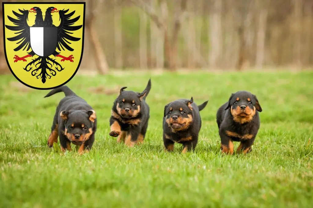 Rottweiler Züchter mit Welpen Friedberg (Hessen), Hessen