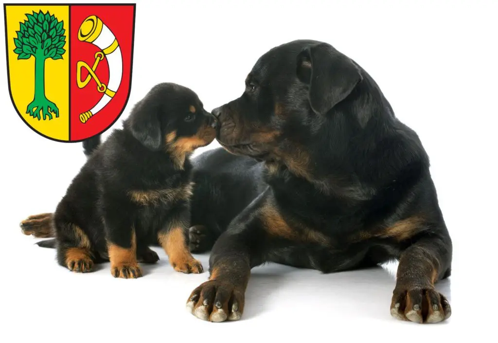 Rottweiler Züchter mit Welpen Friedrichshafen, Baden-Württemberg