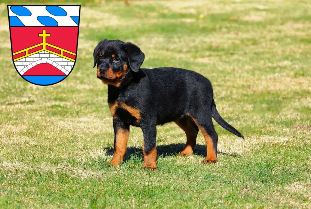 Rottweiler Züchter mit Welpen Fürstenfeldbruck, Bayern