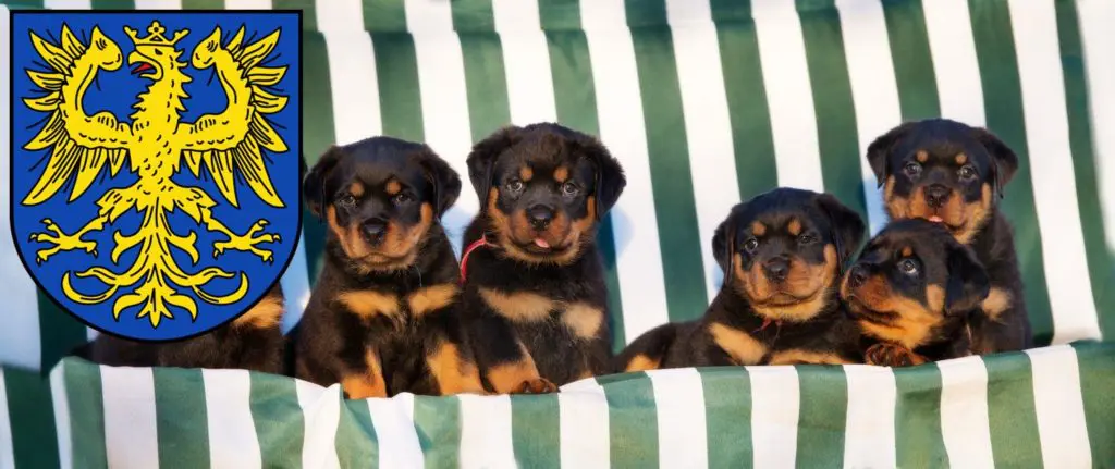 Rottweiler Züchter mit Welpen Germersheim, Rheinland-Pfalz