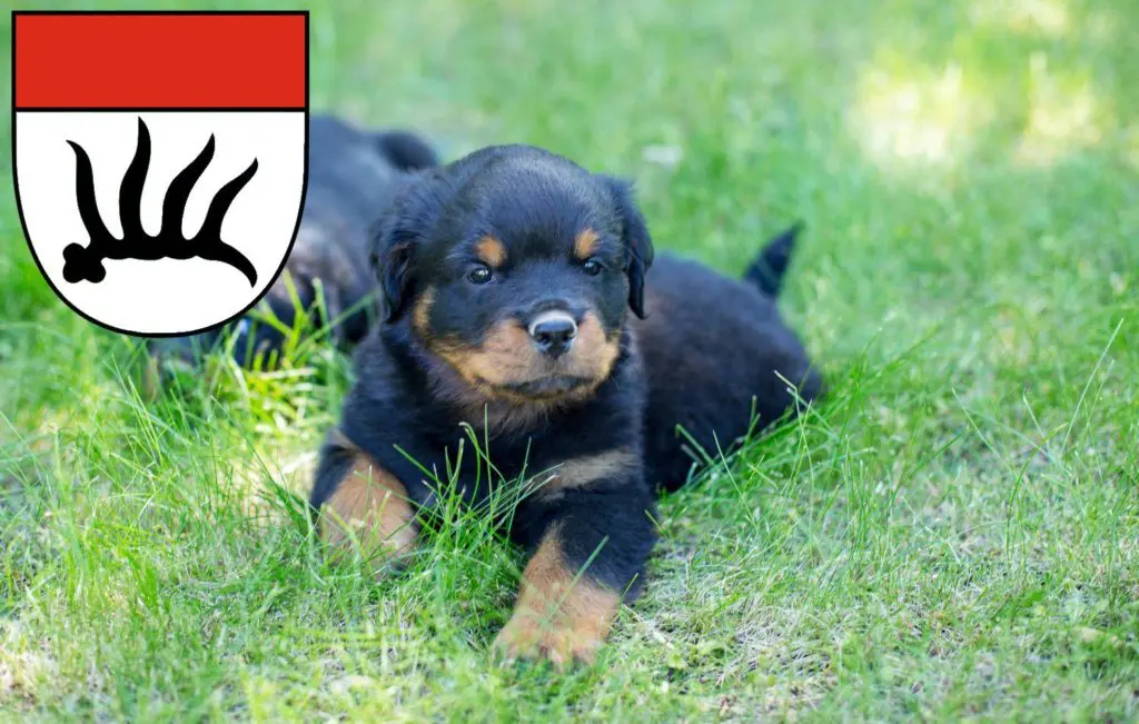 Rottweiler Züchter mit Welpen Göppingen, Baden-Württemberg