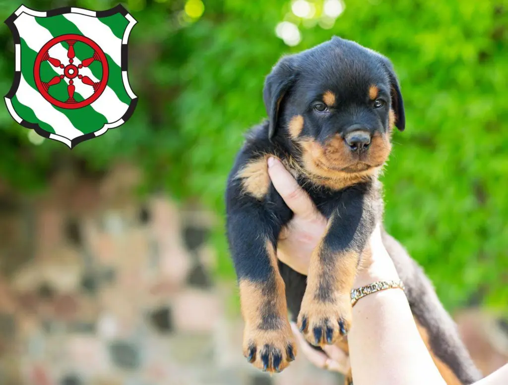 Rottweiler Züchter mit Welpen Gütersloh, Nordrhein-Westfalen