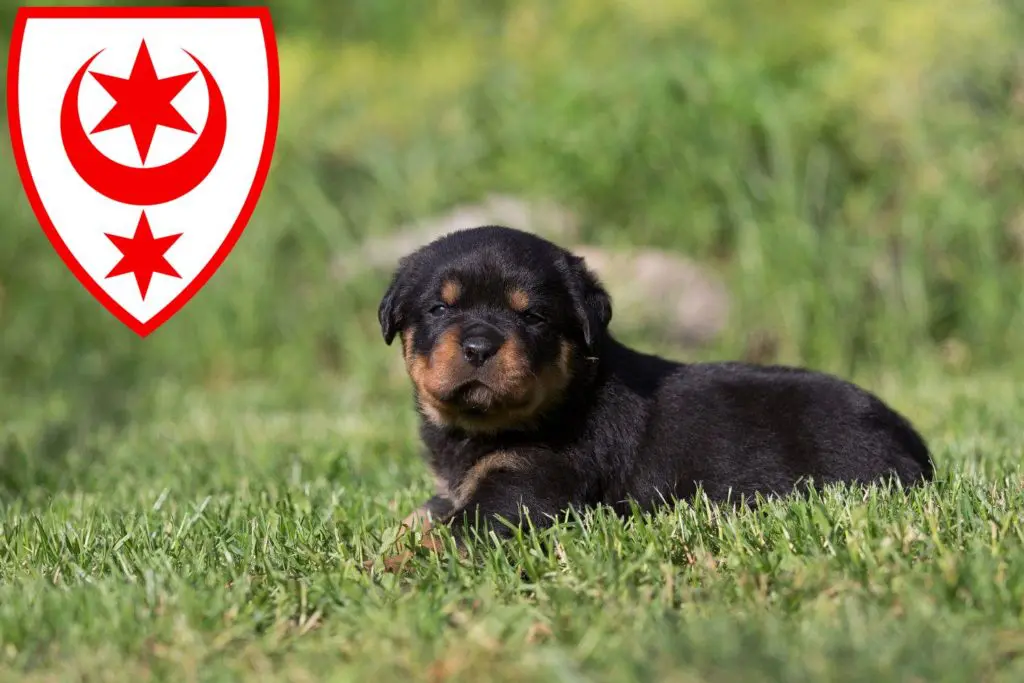 Rottweiler Züchter mit Welpen Halle (Saale), Sachsen-Anhalt
