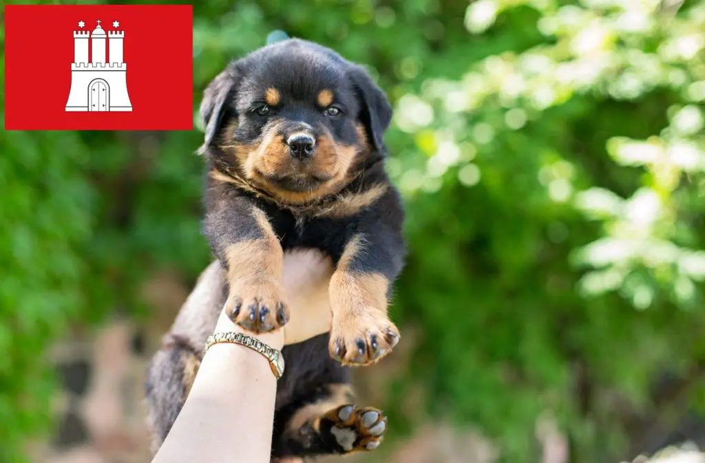 Rottweiler Züchter mit Welpen Hamburg, Hamburg