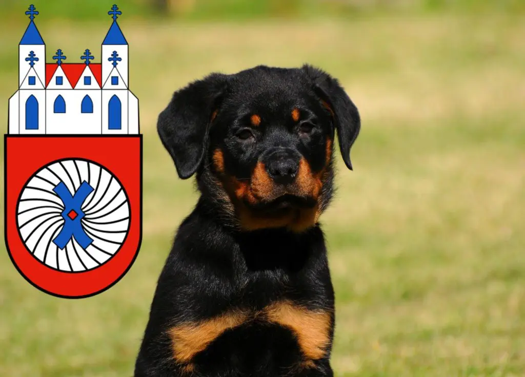 Rottweiler Züchter mit Welpen Hameln, Niedersachsen