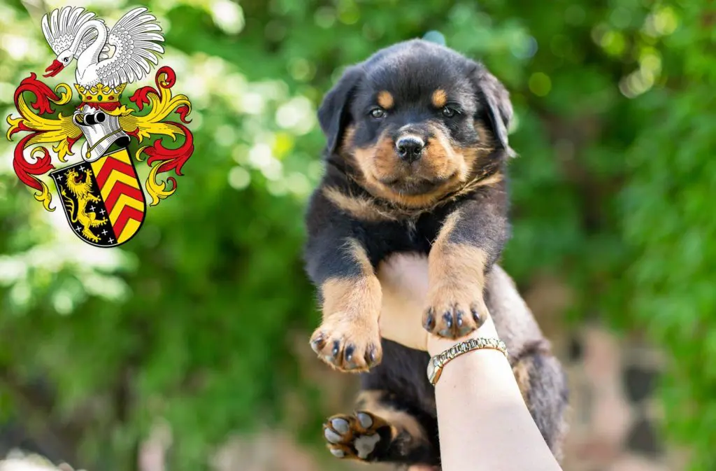 Rottweiler Züchter mit Welpen Hanau, Hessen