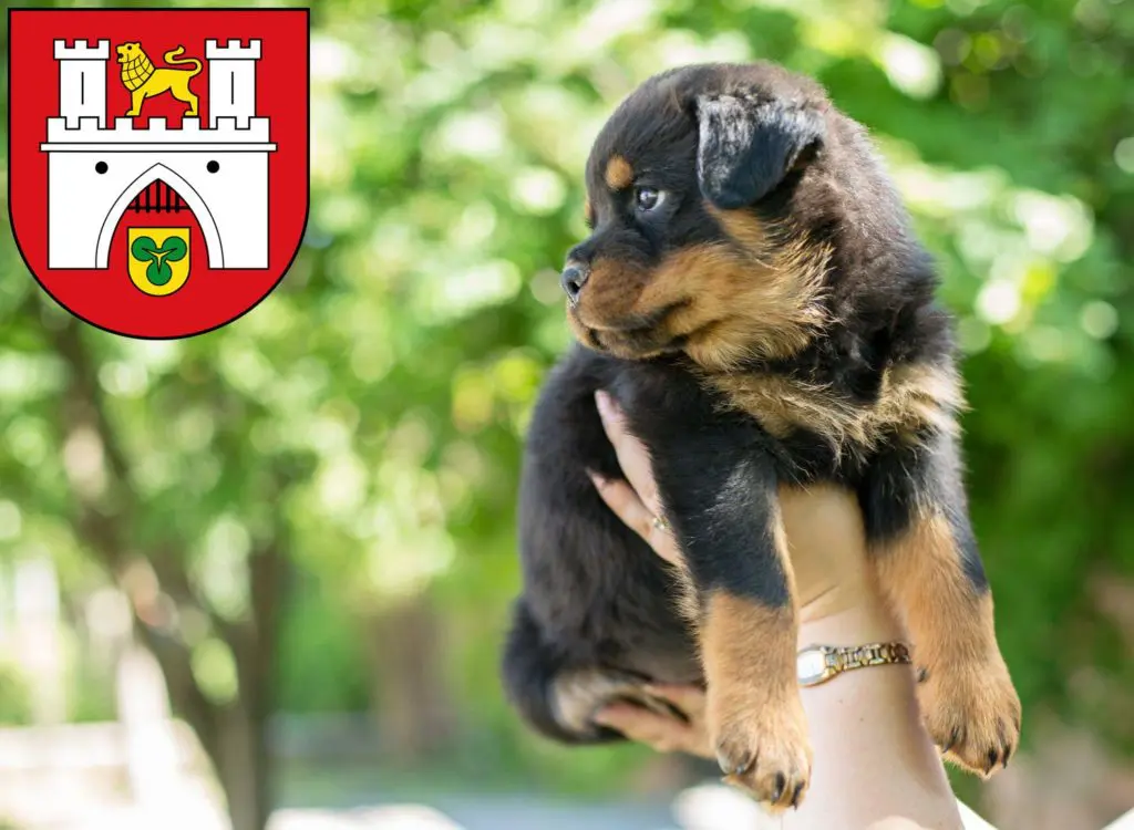 Rottweiler Züchter mit Welpen Hannover, Niedersachsen