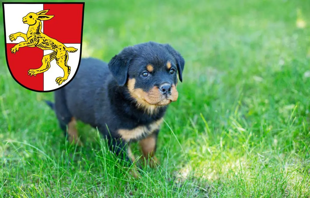 Rottweiler Züchter mit Welpen Haßfurt, Bayern