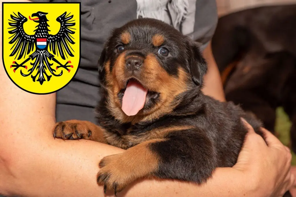 Rottweiler Züchter mit Welpen Heilbronn, Baden-Württemberg