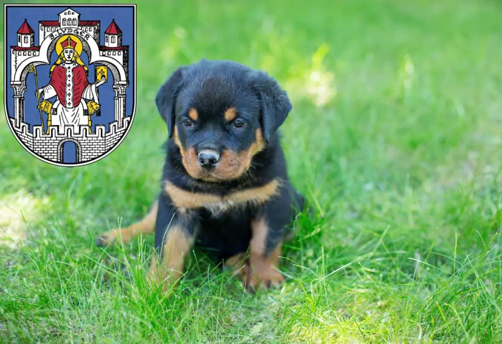 Rottweiler Züchter mit Welpen Helmstedt, Niedersachsen