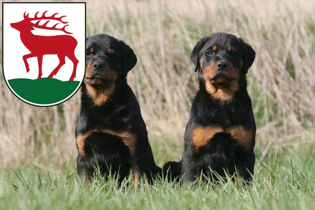 Rottweiler Züchter mit Welpen Herzberg (Elster), Brandenburg