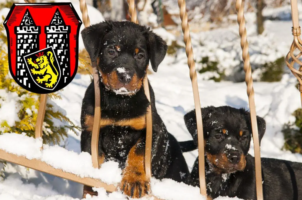 Rottweiler Züchter mit Welpen Hof (Saale), Bayern