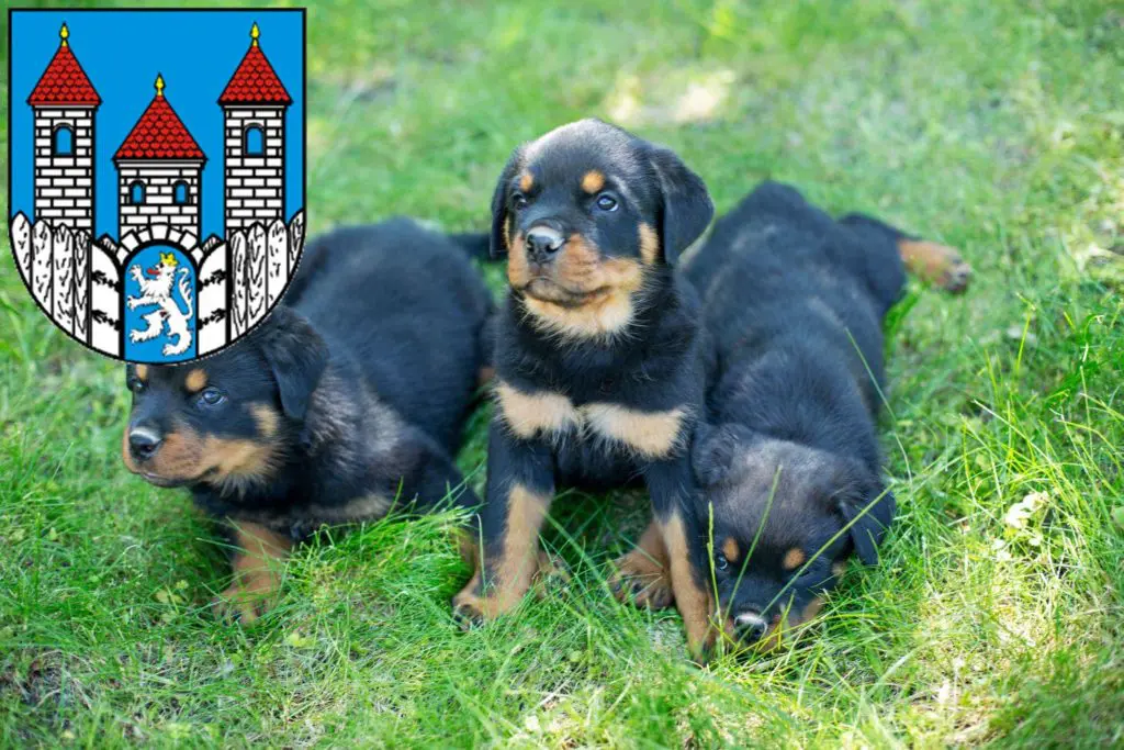 Rottweiler Züchter mit Welpen Holzminden, Niedersachsen