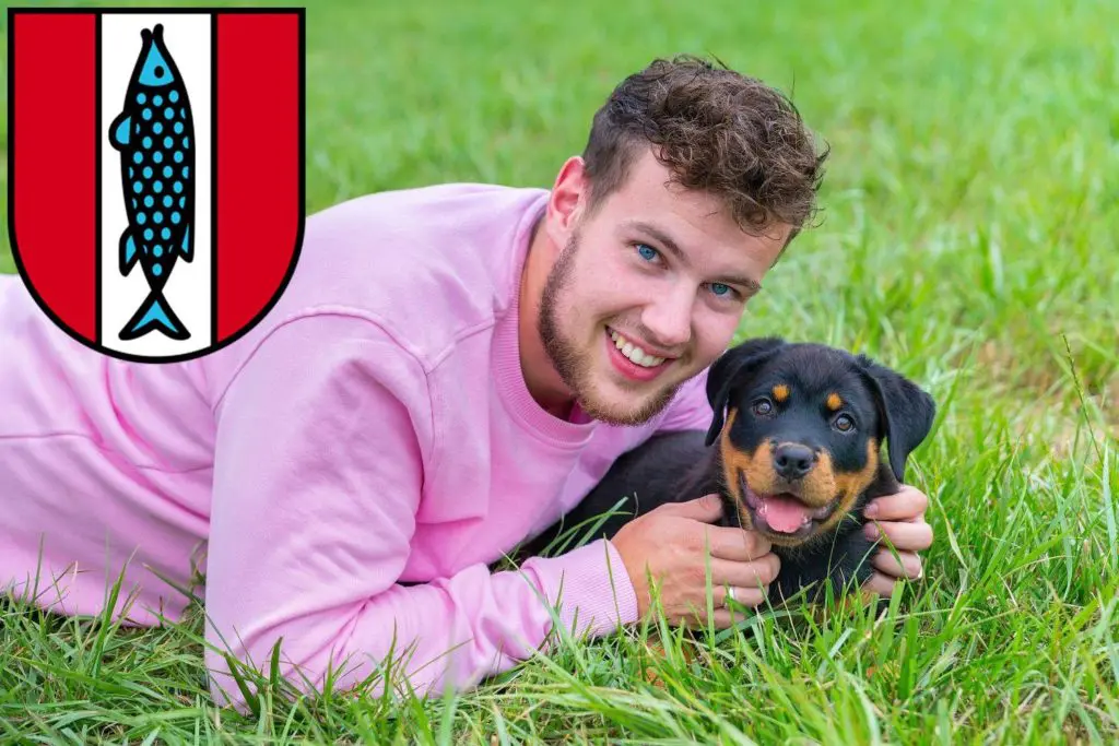 Rottweiler Züchter mit Welpen Kaiserslautern, Rheinland-Pfalz