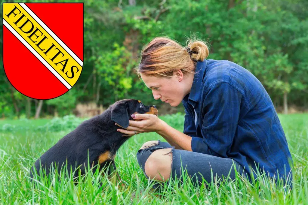 Rottweiler Züchter mit Welpen Karlsruhe, Baden-Württemberg