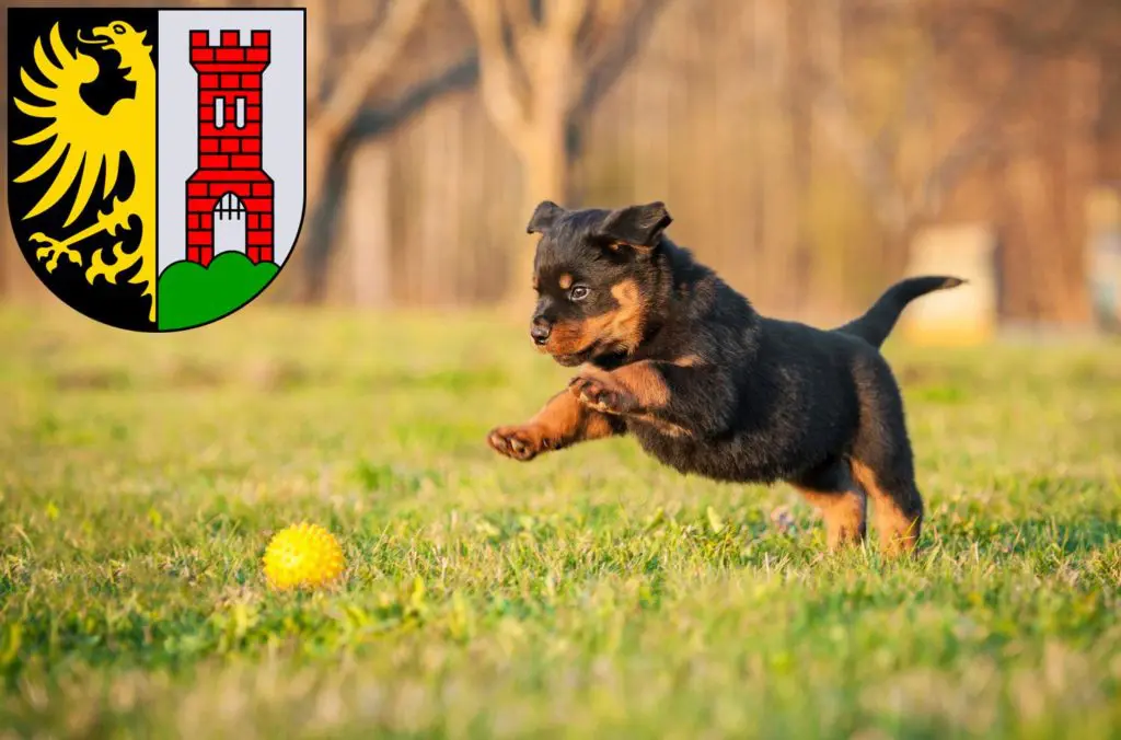 Rottweiler Züchter mit Welpen Kempten (Allgäu), Bayern