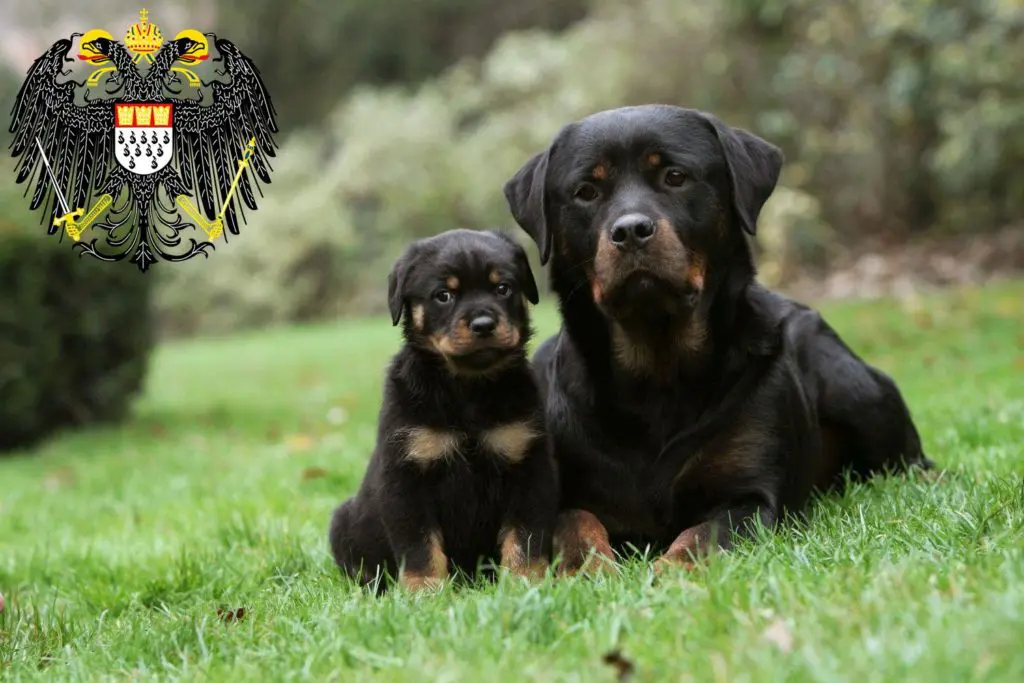 Rottweiler Züchter mit Welpen Köln, Nordrhein-Westfalen