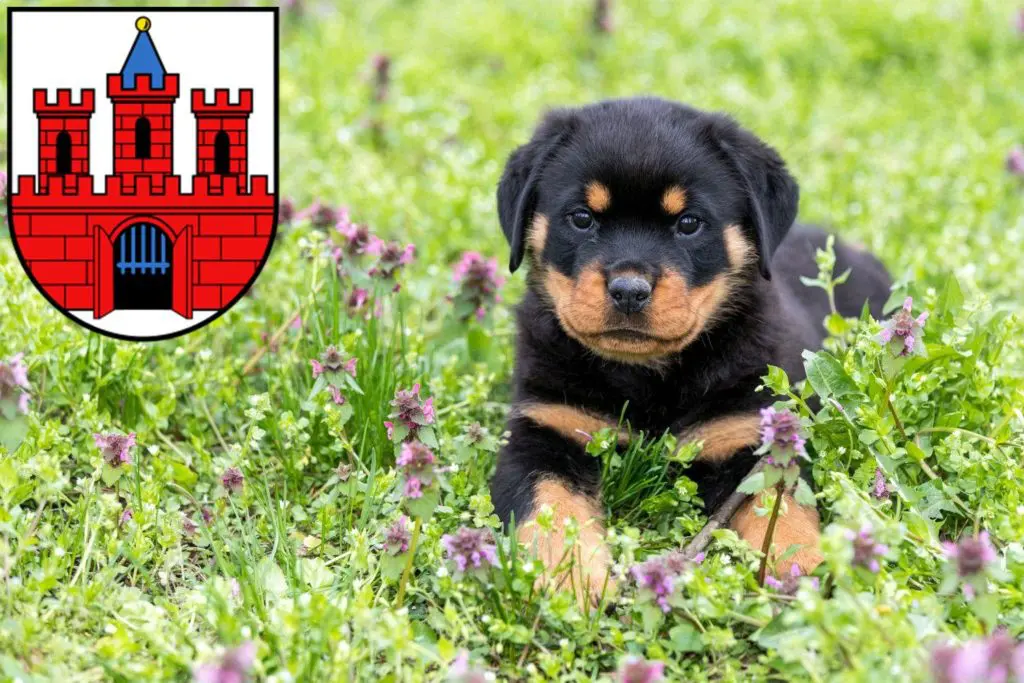 Rottweiler Züchter mit Welpen Köthen (Anhalt), Sachsen-Anhalt