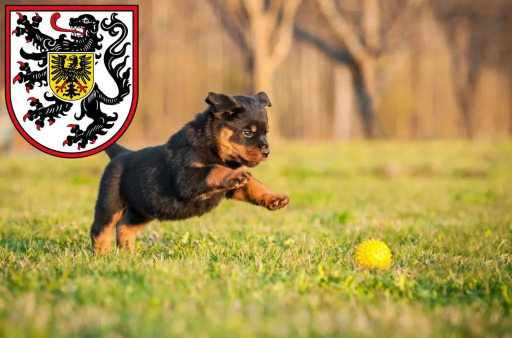 Rottweiler Züchter mit Welpen Landau in der Pfalz, Rheinland-Pfalz