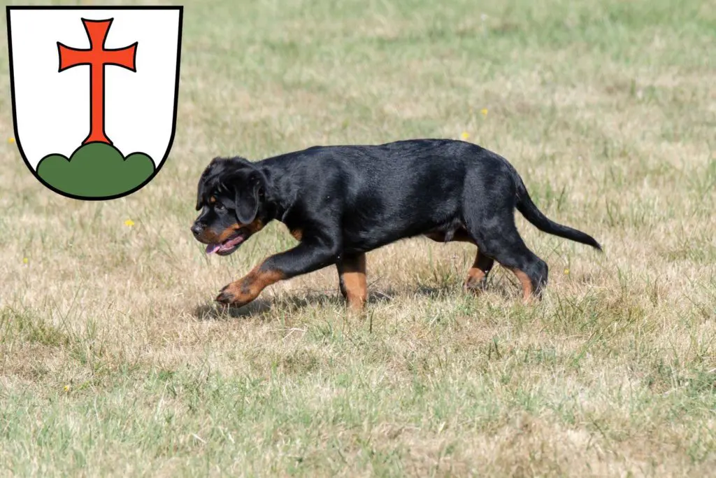 Rottweiler Züchter mit Welpen Landsberg am Lech, Bayern