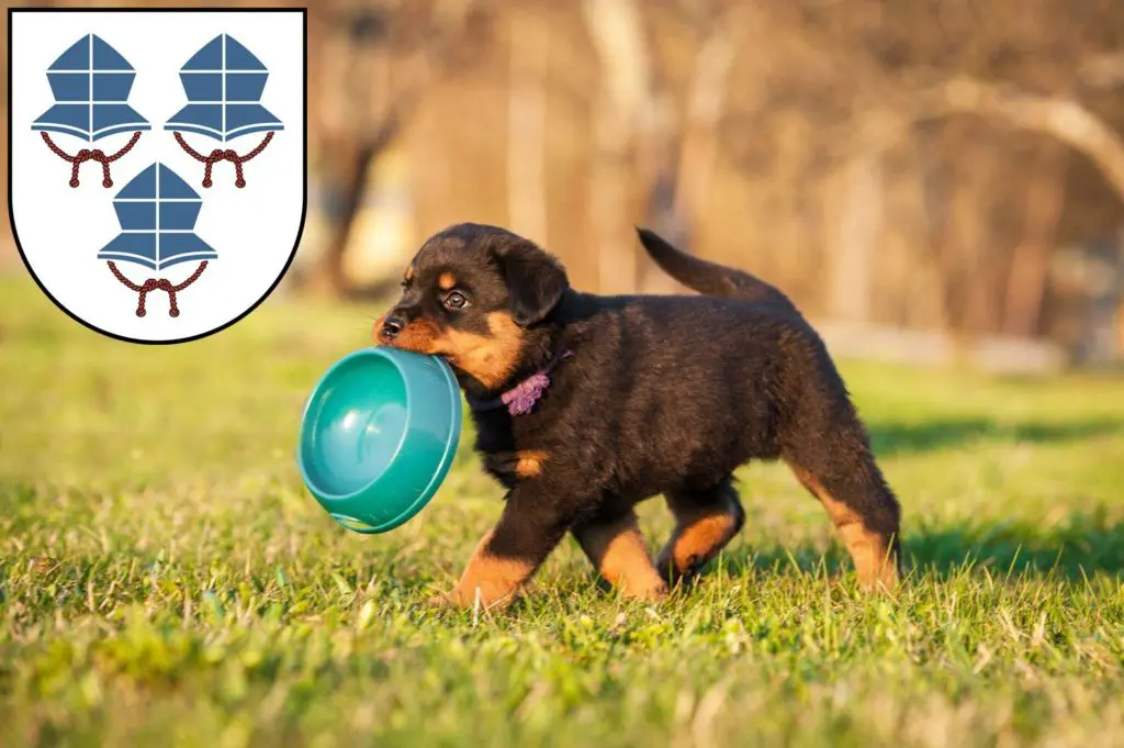 Rottweiler Züchter mit Welpen Landshut, Bayern