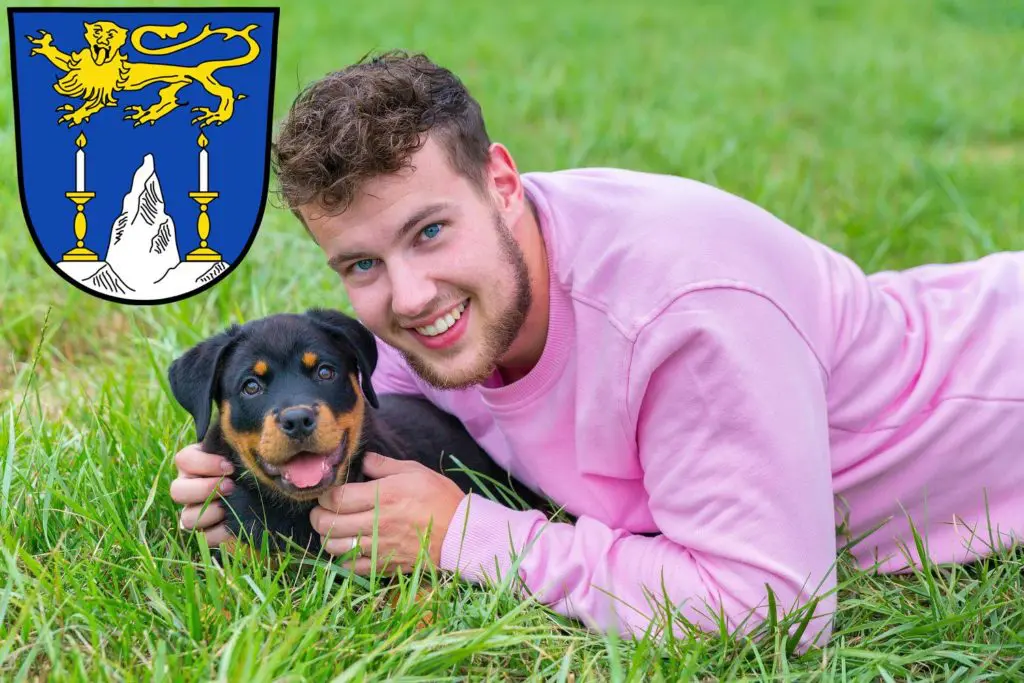 Rottweiler Züchter mit Welpen Lichtenfels (Oberfranken), Bayern