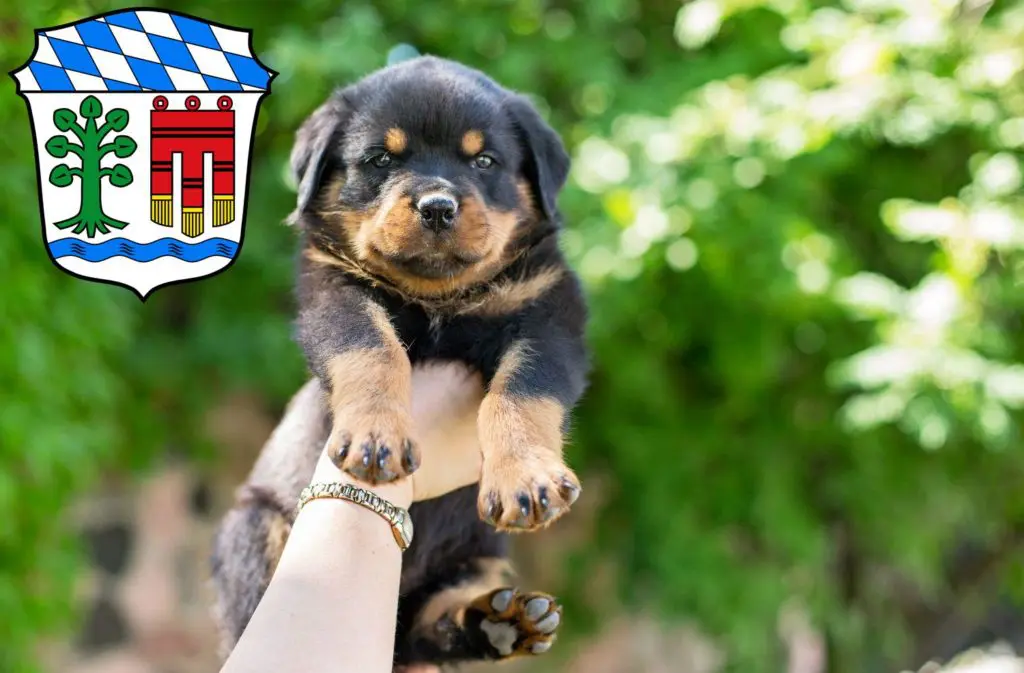 Rottweiler Züchter mit Welpen Lindau, Bayern