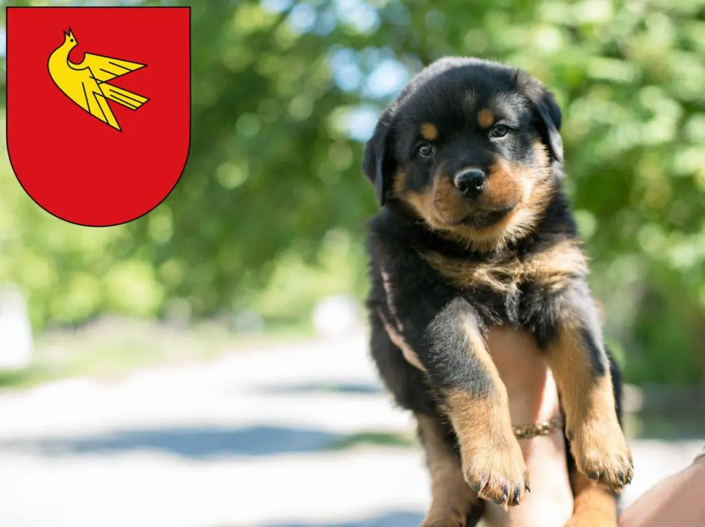 Rottweiler Züchter mit Welpen Lörrach, Baden-Württemberg