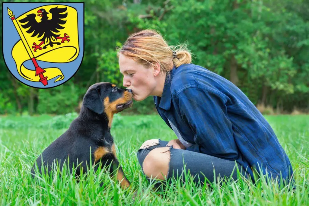 Rottweiler Züchter mit Welpen Ludwigsburg, Baden-Württemberg