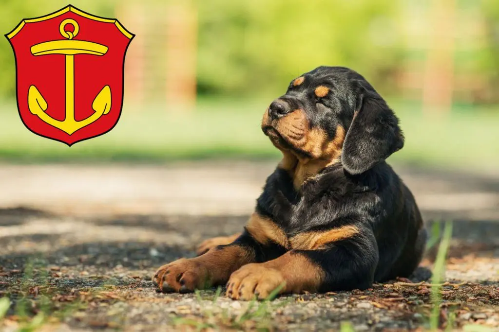 Rottweiler Züchter mit Welpen Ludwigshafen, Rheinland-Pfalz