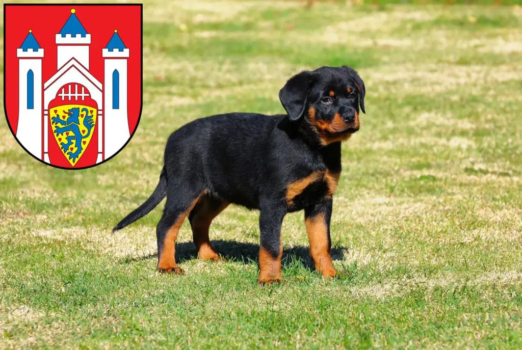 Rottweiler Züchter mit Welpen Lüneburg, Niedersachsen