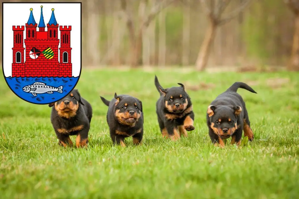 Rottweiler Züchter mit Welpen Lutherstadt Wittenberg, Sachsen-Anhalt