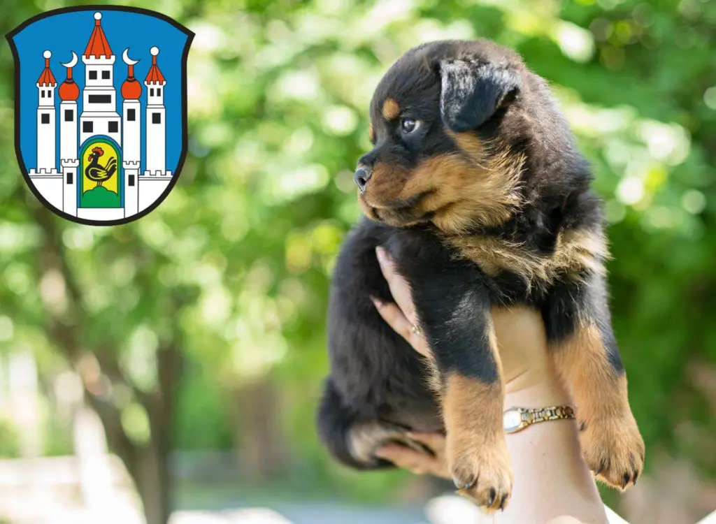 Rottweiler Züchter mit Welpen Meiningen, Thüringen