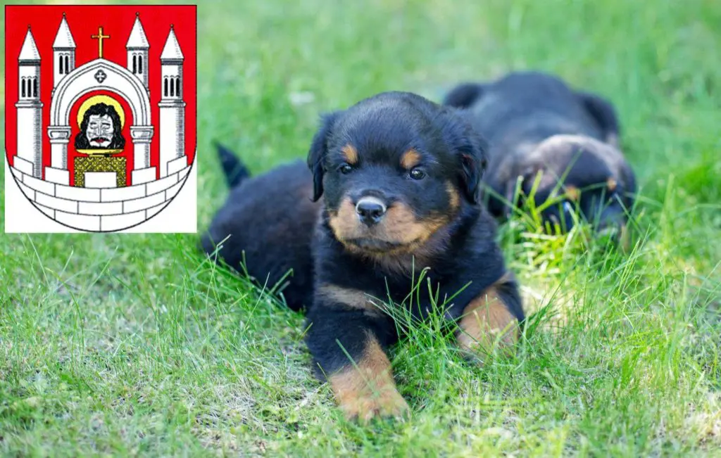 Rottweiler Züchter mit Welpen Merseburg, Sachsen-Anhalt
