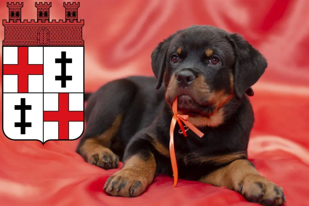 Rottweiler Züchter mit Welpen Merzig, Saarland