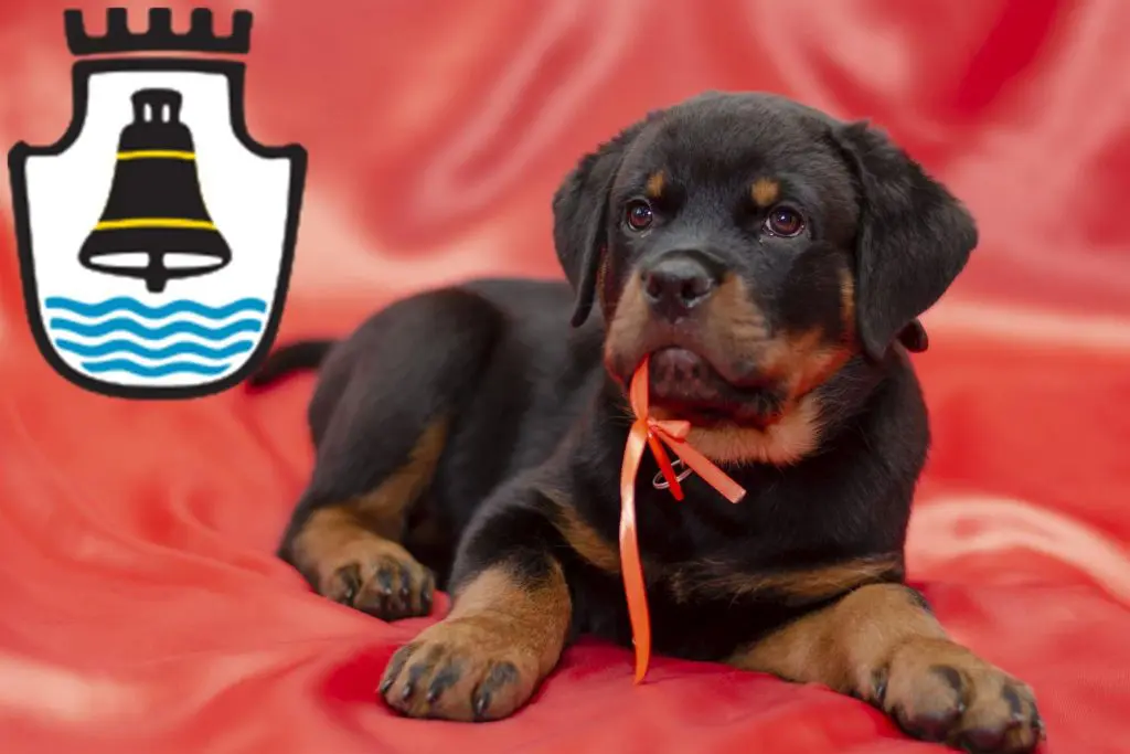Rottweiler Züchter mit Welpen Mindelheim, Bayern