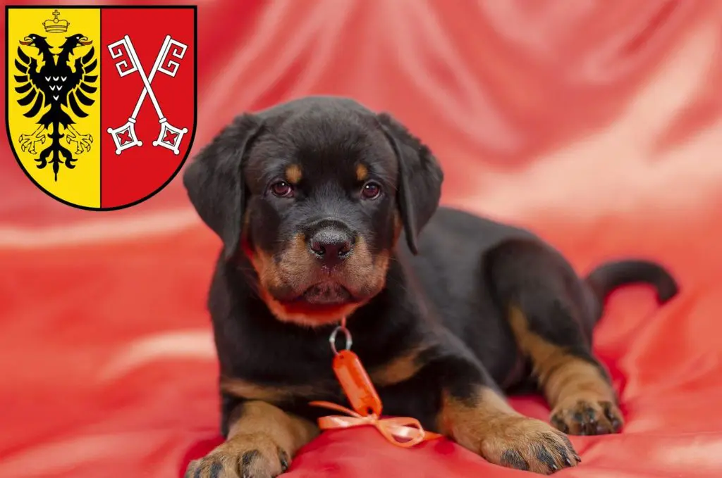 Rottweiler Züchter mit Welpen Minden, Nordrhein-Westfalen