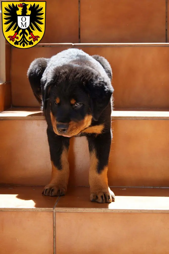 Rottweiler Züchter mit Welpen Mosbach, Baden-Württemberg